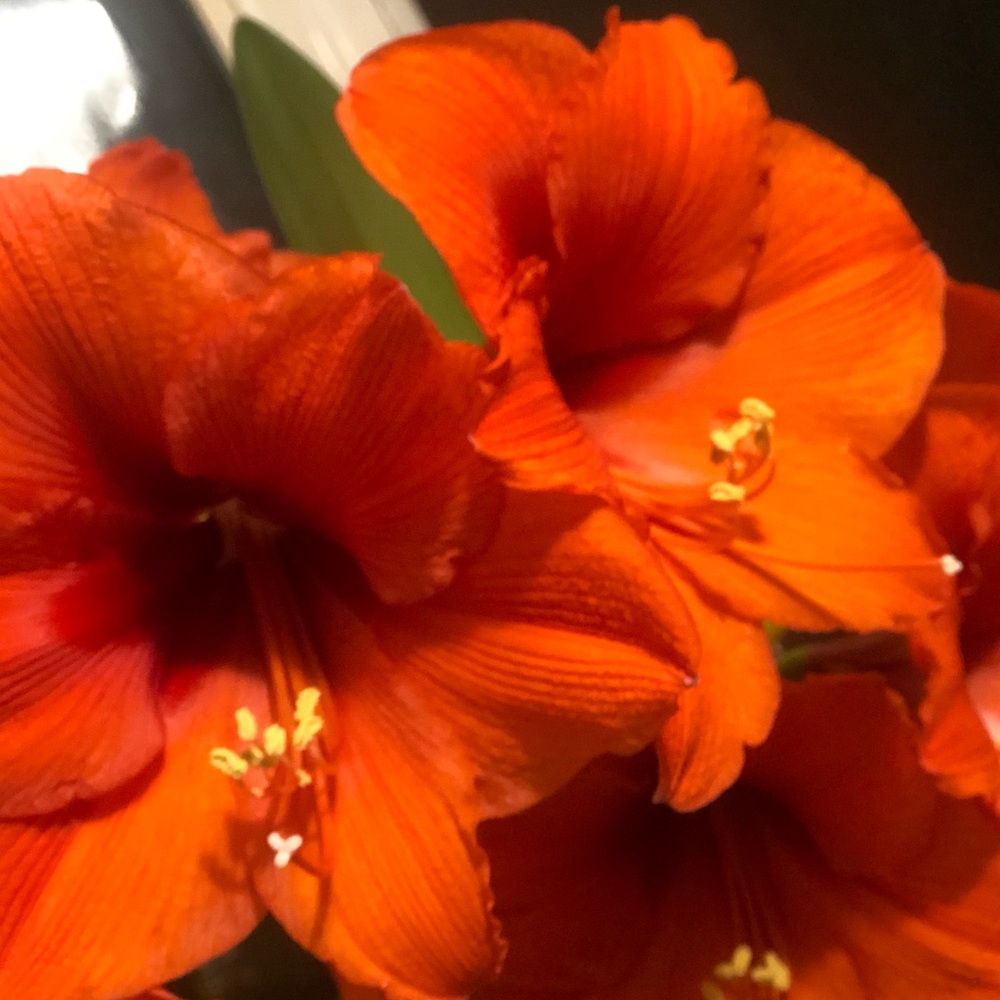 Meet your Posher, Shy